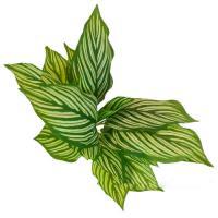 Растение искусственное "Калатея" , 42 см