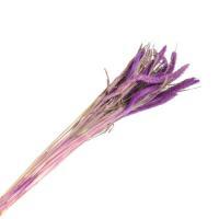 Букет из сухих колосовых культур "Могар", H60 см