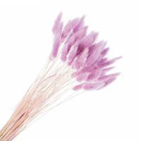 Набор лагуруса, 65см, (50шт)