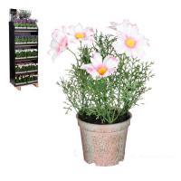 Цветок искусственный в кашпо Незабудка (пластик), D10xH25 см