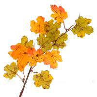 Ветка искусственная (пластик), 50см