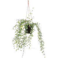 Растение искусственное Пеперомия ампельное в кашпо (пластик), 146 см