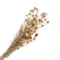 Букет сухоцветов "Нигелла земляничная", 45 г