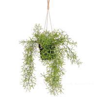 Растение искусственное Рипсалис ампельное в кашпо (пластик), 140 см