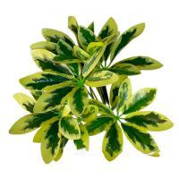 Растение искусственное "Шеффлера" , 30 см