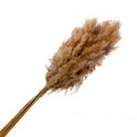 Букет сухоцветов "Камыш", 110 см