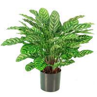 Растение искусственное "Калатея" в кашпо,88 веток, H80 см