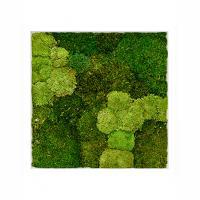Панель Nieuwkoop из стабилизированного мха "Moss painting Superline % ball - % plattmoss"