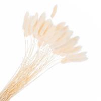 Набор лагуруса, 65см, (50шт)