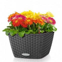 Кашпо LECHUZA BACINO Cottage