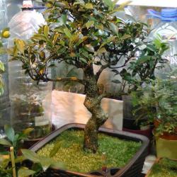 Потапова Елена, СПБ Кашпо LECHUZA BACINO Cottage Гранит