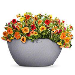 Кашпо LECHUZA CUBETO