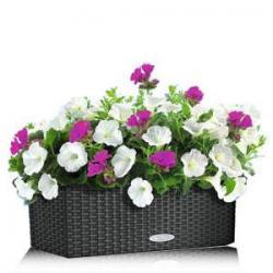 Кашпо LECHUZA BALCONERA Color, BALCONERA Cottage, TRIO с автополивом