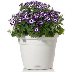 Кашпо LECHUZA RUSTICO Color - классические кашпо