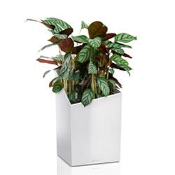 Кашпо LECHUZA CURSIVO