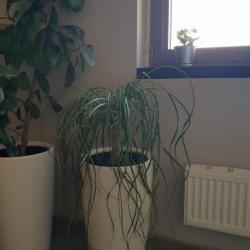 Смирнова Наталья, Челябинск Кашпо LECHUZA RONDO Белый блестящий