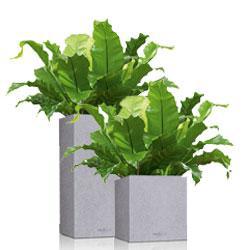 Кашпо LECHUZA CANTO: Square Color, Square Premium, Tower Color, Tower Premium