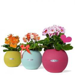 Кашпо LECHUZA PURO Color - кашпо-шары