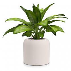 Кашпо LECHUZA HAVALO